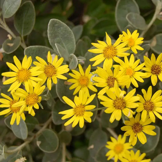 Brachyglottis Hedge (Brachyglottis Senecio 'Sunshine')