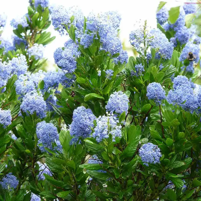 //everythingplants.co.uk/cdn/shop/files/ceanothus-_californian-lilac_-flowers-and-leaves-5.webp?v=1725362235