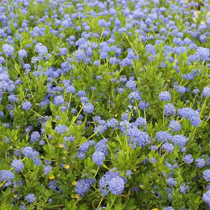 //everythingplants.co.uk/cdn/shop/files/ceanothus-_californian-lilac_-full-hedge-1_32fecafd-1ac3-4901-b54d-3a3f39c1a12c.webp?v=1745491170