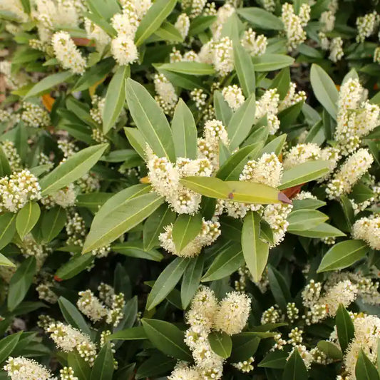 Compact Laurel Hedge (Prunus laurocerasus 'Otto Luyken')
