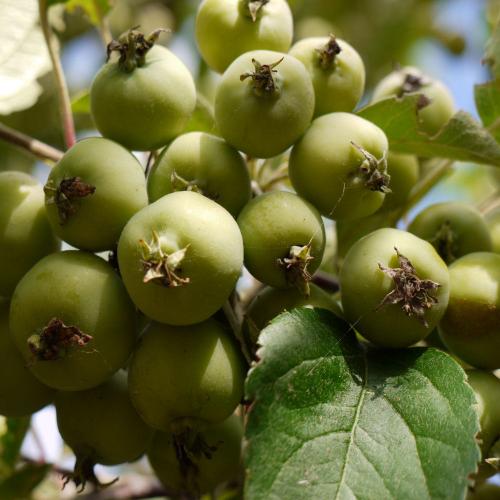 //everythingplants.co.uk/cdn/shop/files/crab-apple-pleached-tree-1_c1ce304b-e517-41d2-a7a1-844bb227f8b7.jpg?v=1745491745