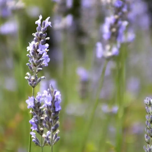 English Lavender Root ball. For seasonal/pre-order availability and pricing, call 0330 236 7330.