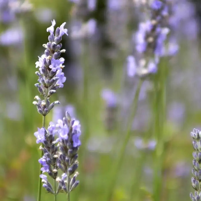 //everythingplants.co.uk/cdn/shop/files/english-lavender-main-image-lavandula-angustifolia-munstead-pale-flowers-_1_a007aa52-df39-4419-87c1-97cee0f9c64d.webp?v=1745491569