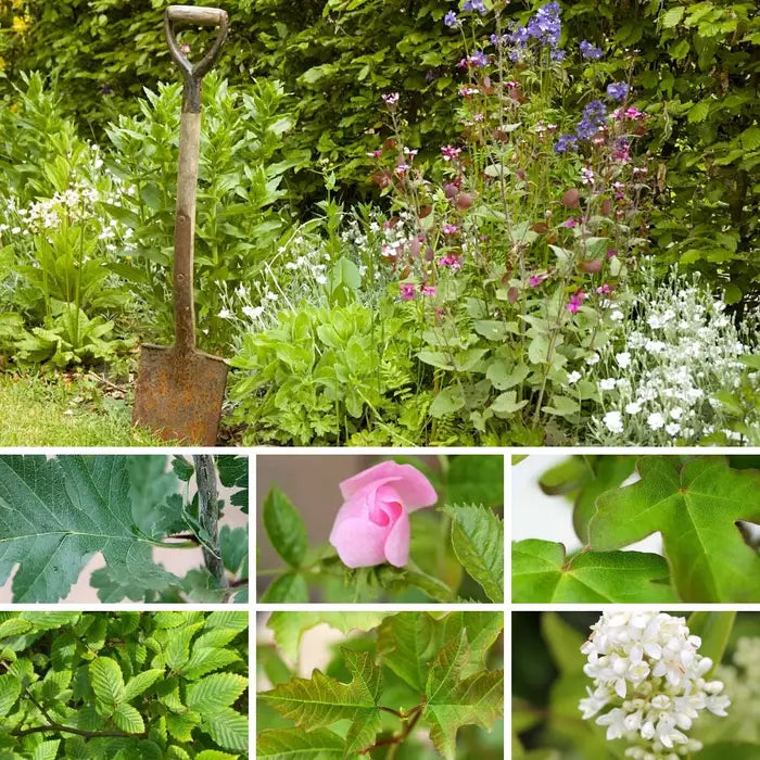 //everythingplants.co.uk/cdn/shop/files/evergreen-mixed-hedging-1_03177fa7-d0e4-4741-acc0-addccff6d80d.webp?v=1745850189