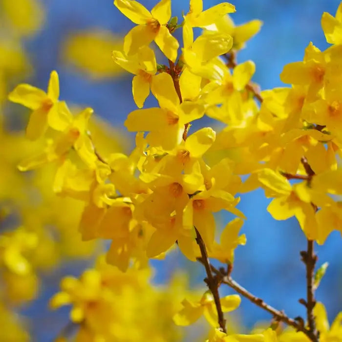 //everythingplants.co.uk/cdn/shop/files/forsythia_1__1_56717498-dedd-4bdb-9c48-8c799eae60f0.webp?v=1745491936