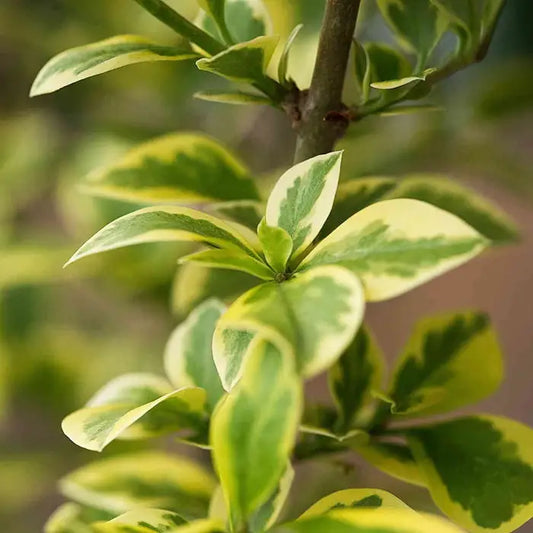 Golden Privet Bare root 20/40cm (x100) Multi-deal (Pre-order for Nov 2025)
