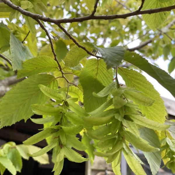 //everythingplants.co.uk/cdn/shop/files/hornbeam-pleached-tree-1_ae200067-cffc-47f7-ba79-51a6514b80ba.jpg?v=1745492385