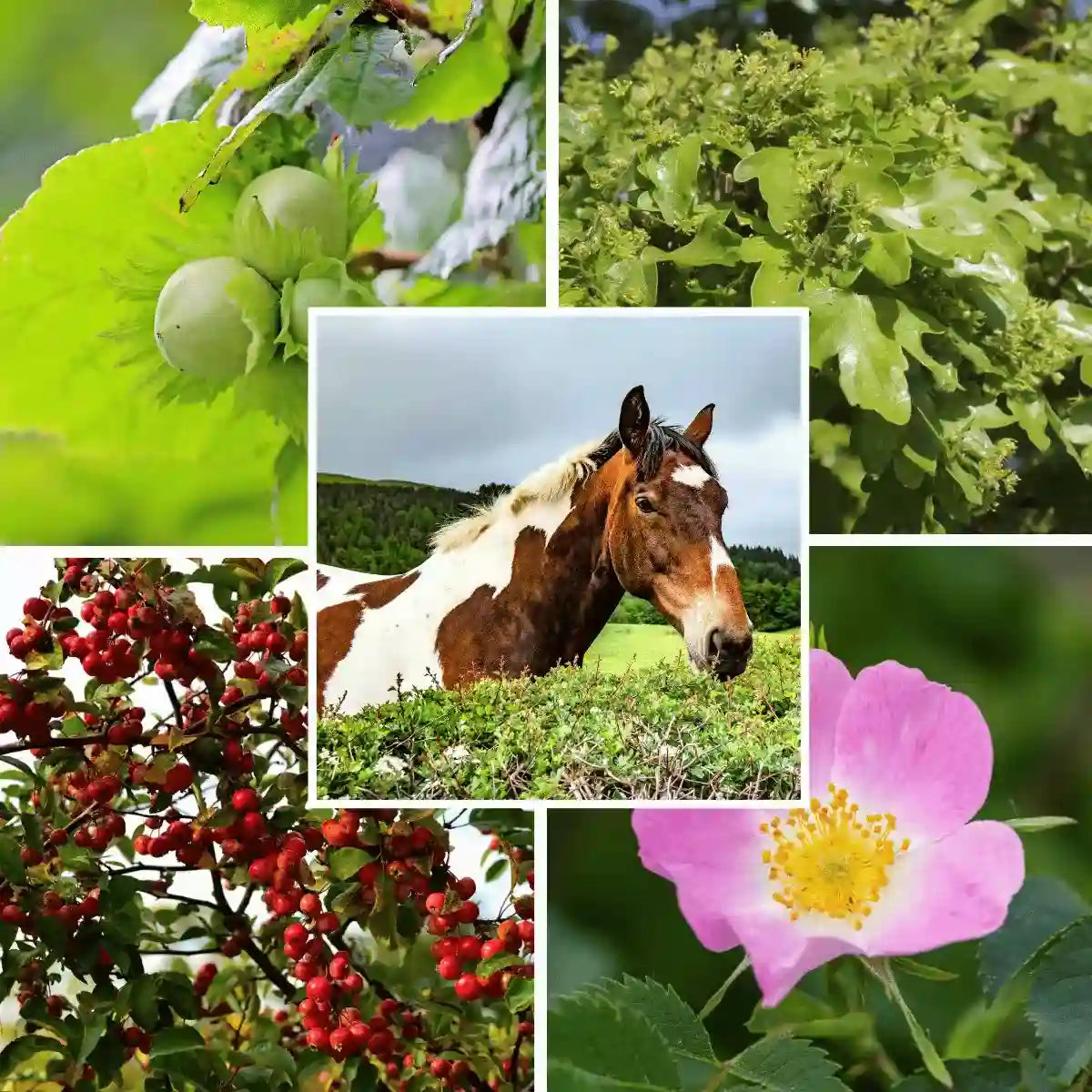 //everythingplants.co.uk/cdn/shop/files/horse-friendly-mixed-hedging-1_8826b794-0981-4927-a7b5-393ed62362c5.webp?v=1745850399