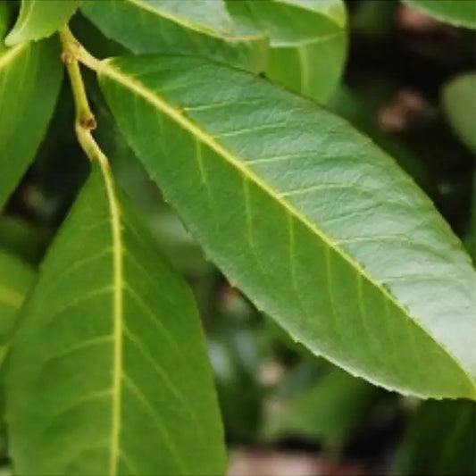Cherry Laurel Caucasica Hedge (Prunus laurocerasus 'Caucasica')