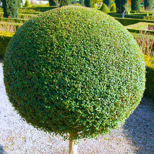 Lollipop Topiary