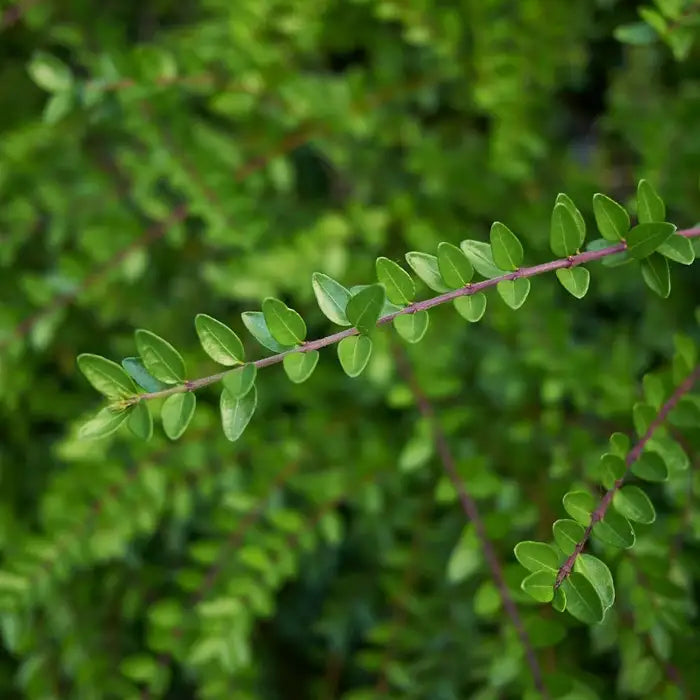 //everythingplants.co.uk/cdn/shop/files/lonicera_nitida_1_f6dab62b-2d82-425b-bc4a-7baf50149696.webp?v=1745850495