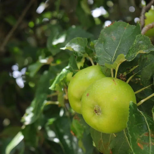 Bramleys Seedling Apple Fruit Tree Hedge (Malus domestica 'Bramley's Seedling')