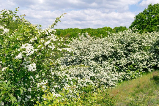 Mixed Native Hedging Packs Collection...