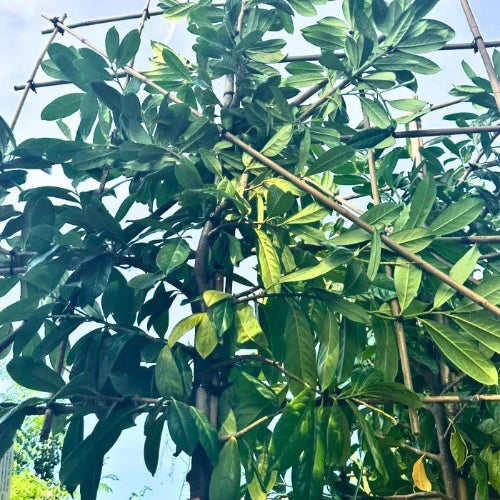 //everythingplants.co.uk/cdn/shop/files/novita-laurel-pleached-tree-1_61a7058e-efe8-494f-bef2-21de3ccf88ed.webp?v=1745492771