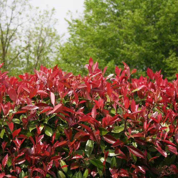 //everythingplants.co.uk/cdn/shop/files/photinia_red_robin_main-image_-1_15d93f4e-d74c-4f11-8a1a-b7cb7afc825a.webp?v=1746000325