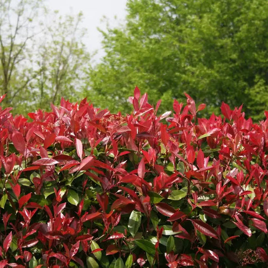 Photinia 'Red Robin' Root ball. For seasonal/pre-order availability and pricing, call 0330 236 7330.