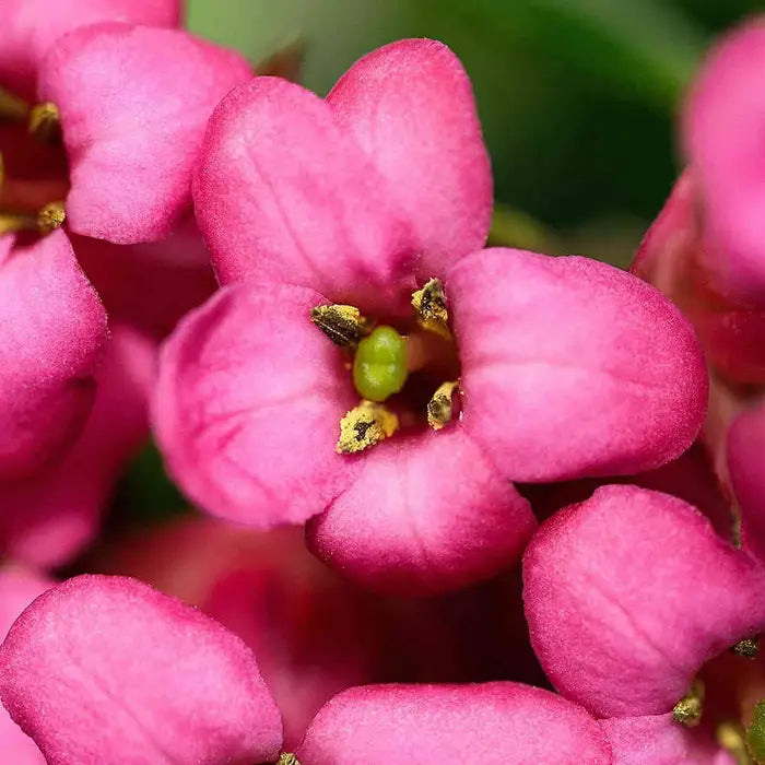 //everythingplants.co.uk/cdn/shop/files/pink-escallonia-escallonia-donard-seedling-flower-close-up_1_c51304ff-b45c-4a28-8e98-c7475a10fc6d.webp?v=1745491666