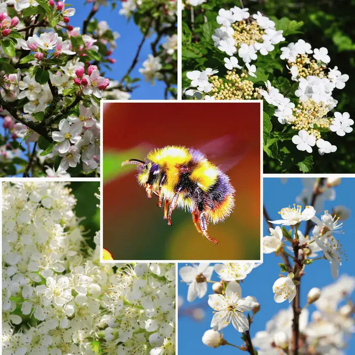 //everythingplants.co.uk/cdn/shop/files/pollinator-friendly-mixed-hedging-1_208b3e90-2259-4410-9e82-d023d9fd1bb9.webp?v=1745850600