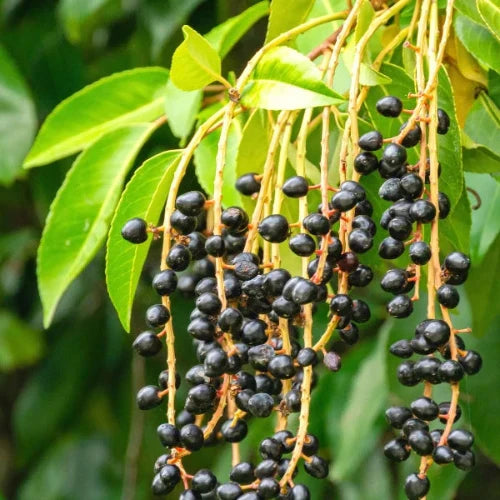 //everythingplants.co.uk/cdn/shop/files/portuguese-laurel-pleached-tree-1_d2f71761-6ab2-4e08-9afe-659325fcb2df.webp?v=1745850613