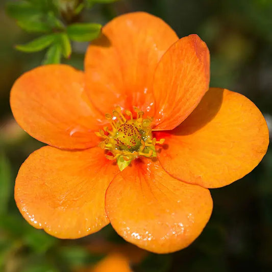 Orange Potentilla Pot Grown 2L 20/40 (x50) Multi-deal