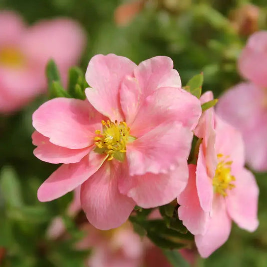 Pink Potentilla Root ball. For seasonal/pre-order availability and pricing, call 0330 236 7330.