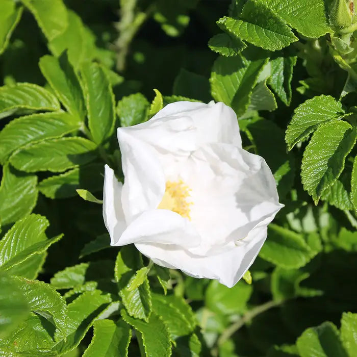 //everythingplants.co.uk/cdn/shop/files/rosa-rugosa-alba-_white-ramanus-rose_-flower-1_c52c05b1-e9d2-47e0-8f83-08a351c0768f.webp?v=1745493664