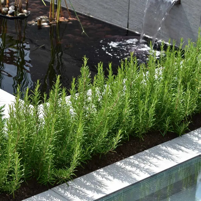 //everythingplants.co.uk/cdn/shop/files/rosemary-_rosmarinus-officinalis_-in-modern-design-scheme-1_bf876f90-e30f-4d6b-a866-aa40ef8277ab.webp?v=1745493236