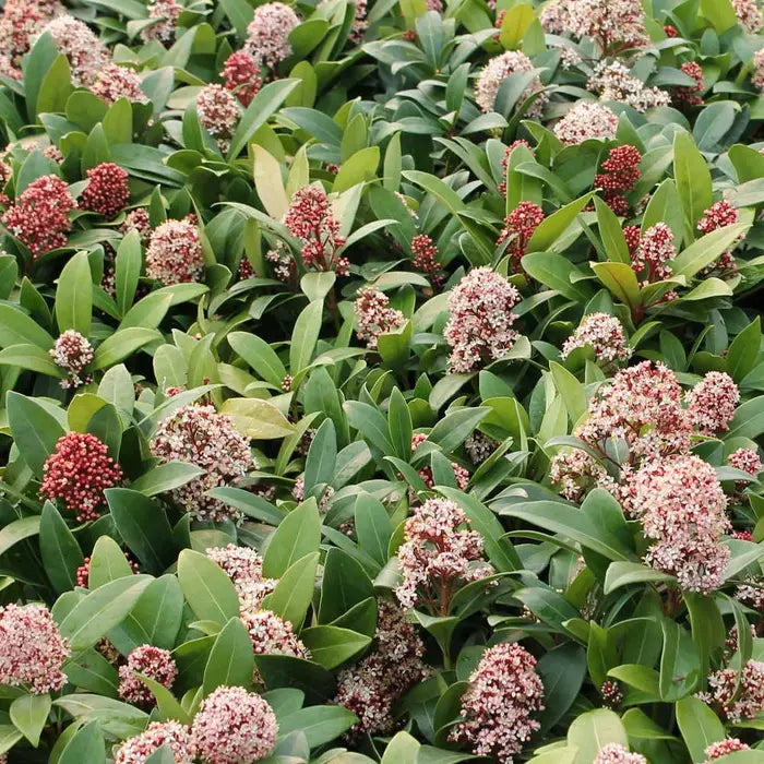 //everythingplants.co.uk/cdn/shop/files/skimmia_rubella_1_70e4e6e4-0d69-4030-8f7d-f6820f0a942a.webp?v=1745493385