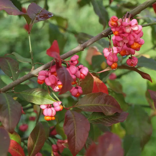 Spindle Instant Hedging. For seasonal/pre-order availability and pricing, call 0330 236 7330.