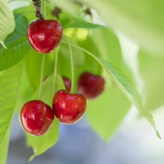 Stella Cherry Fruit Tree Root ball. For seasonal/pre-order availability and pricing, call 0330 236 7330.