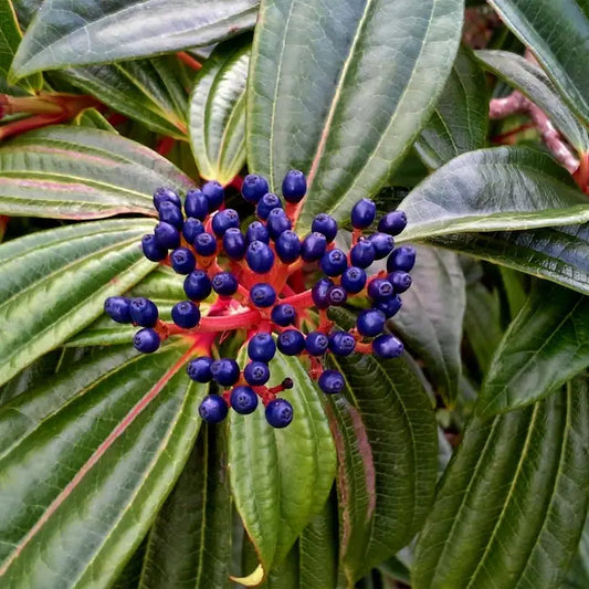 David viburnum Shrub Hedge (Viburnum davidii)