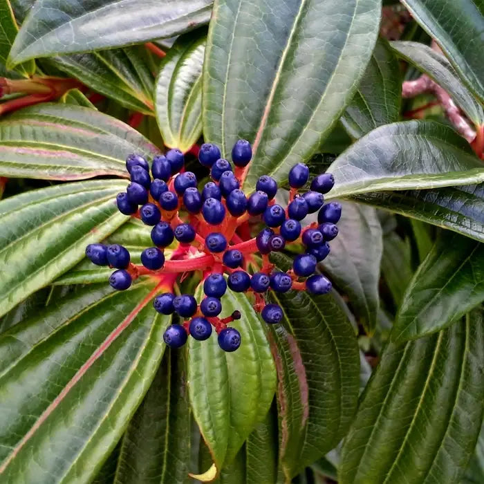 //everythingplants.co.uk/cdn/shop/files/viburnum-davidii-with-berries_2_5d9d2ac5-2803-4a67-88c9-5cfad702df00.webp?v=1745491427