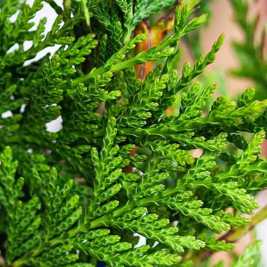 Western Red Cedar Instant Hedging. For seasonal/pre-order availability and pricing, call 0330 236 7330.