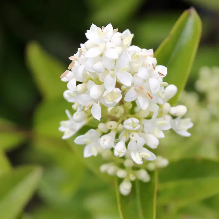 //everythingplants.co.uk/cdn/shop/files/wild_privet_1_e2ba19e4-e076-4c33-8e60-00f3ffd83aa8.webp?v=1745850851