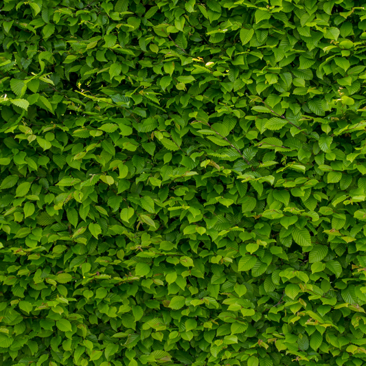 Alder Pot Grown 2L 60/80 (x50) Multi-deal