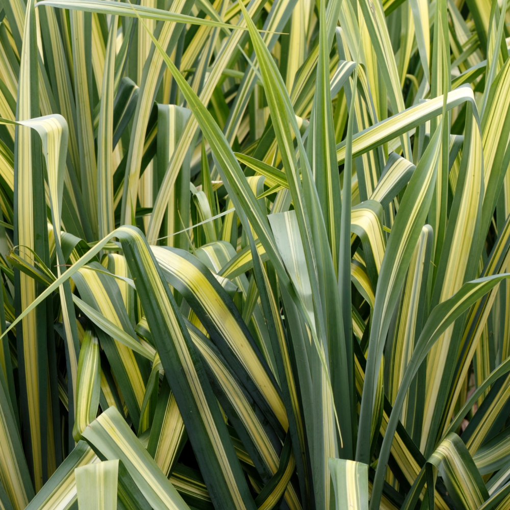 //everythingplants.co.uk/cdn/shop/files/xAureaovariegatedJapaneseSedgeGrass1_1f8f263c-f366-4ff8-baf4-defcd75b9fd7.png?v=1755017499