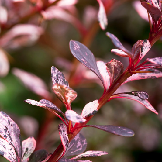 Barberry Rose Glow Pot Grown 2L 20/40