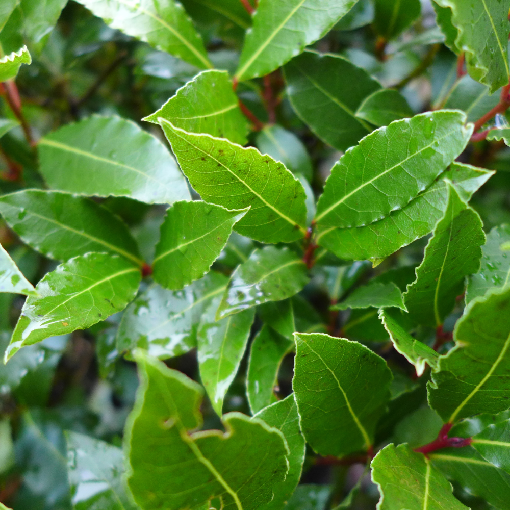//everythingplants.co.uk/cdn/shop/files/xBayLaurelTree1_6ee55cc5-51ab-4827-8d13-dcae9da90502.png?v=1755017413