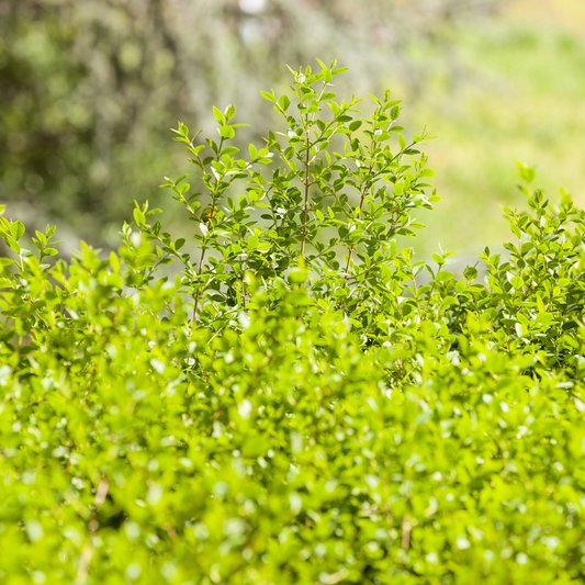Berberis Evergreen Pot Grown 5L 20/40