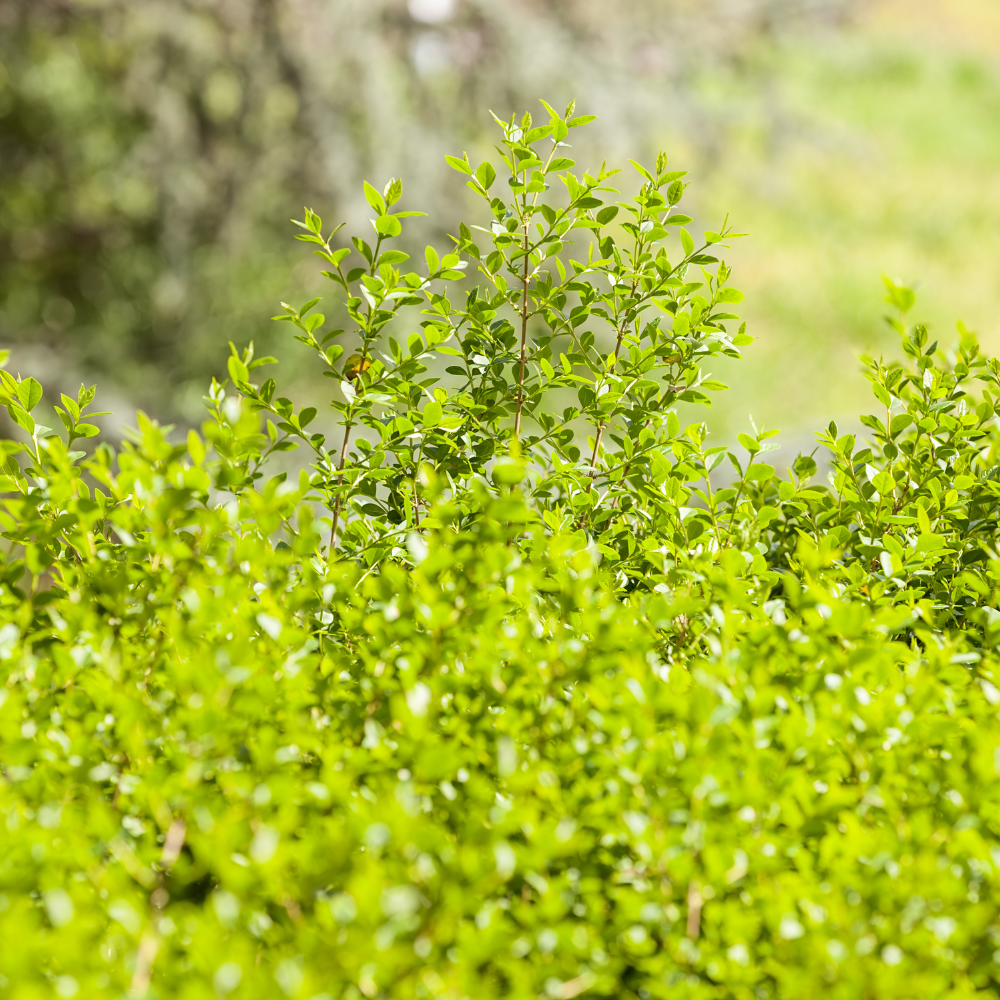//everythingplants.co.uk/cdn/shop/files/xBerberisEvergreenHedge1_b64af8df-df6e-49c2-849d-f30a04daf4ee.png?v=1756826048