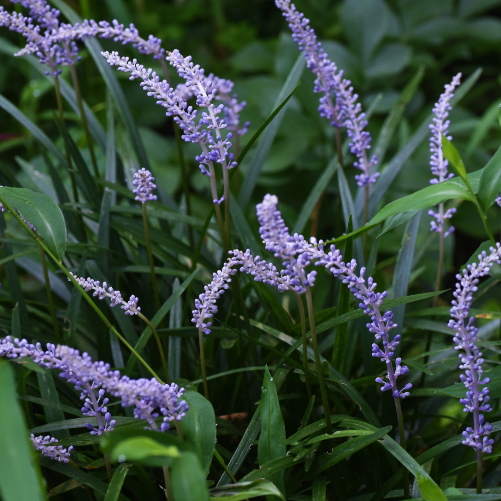 //everythingplants.co.uk/cdn/shop/files/xBigBlueLilyturfGrass1_d8fe0176-9c2e-49e8-92bf-87d0ac179169.png?v=1755016988