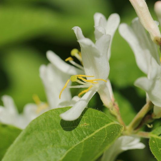 Bird Cherry Pot Grown 10L 80/100