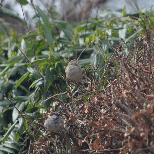 Bird Friendly Economy Mixed Native Hedging Pot Grown. For seasonal/pre-order availability and pricing, call 0330 236 7330.