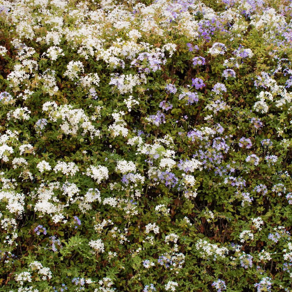 //everythingplants.co.uk/cdn/shop/files/xBirdFriendlyFloweringMixedNativeHedging1_1c3fc329-c7d8-4fff-bbfe-c3e89c449a90.png?v=1757005313
