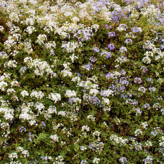 Bird Friendly Flowering Mixed Native Hedging Pot Grown. For seasonal/pre-order availability and pricing, call 0330 236 7330.