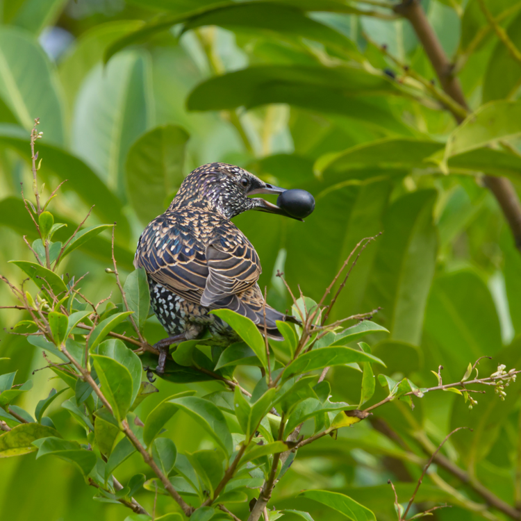 Bird Friendly Ultimate Mixed Native Hedging Bare root 40/60cm (x100) Multi-deal (Pre-order for Nov 2025)
