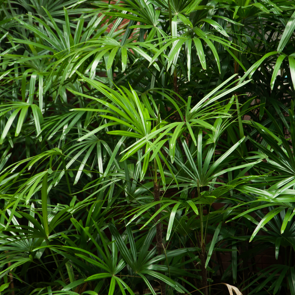 //everythingplants.co.uk/cdn/shop/files/xBlackBambooHedge1_774147d9-bc3a-4f83-a1cf-f9edcc1056f4.png?v=1755016851