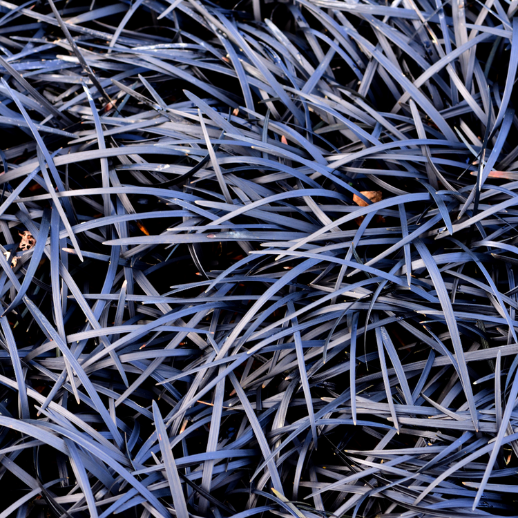 Black Mondo Ornamental Grasses Pot Grown 2L  (x50) Multi-deal