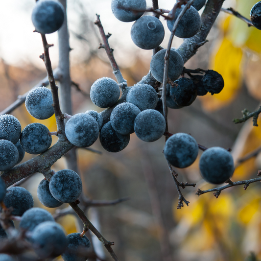 Blackthorn Based Mixed Native Hedging Pot Grown. For seasonal/pre-order availability and pricing, call 0330 236 7330.