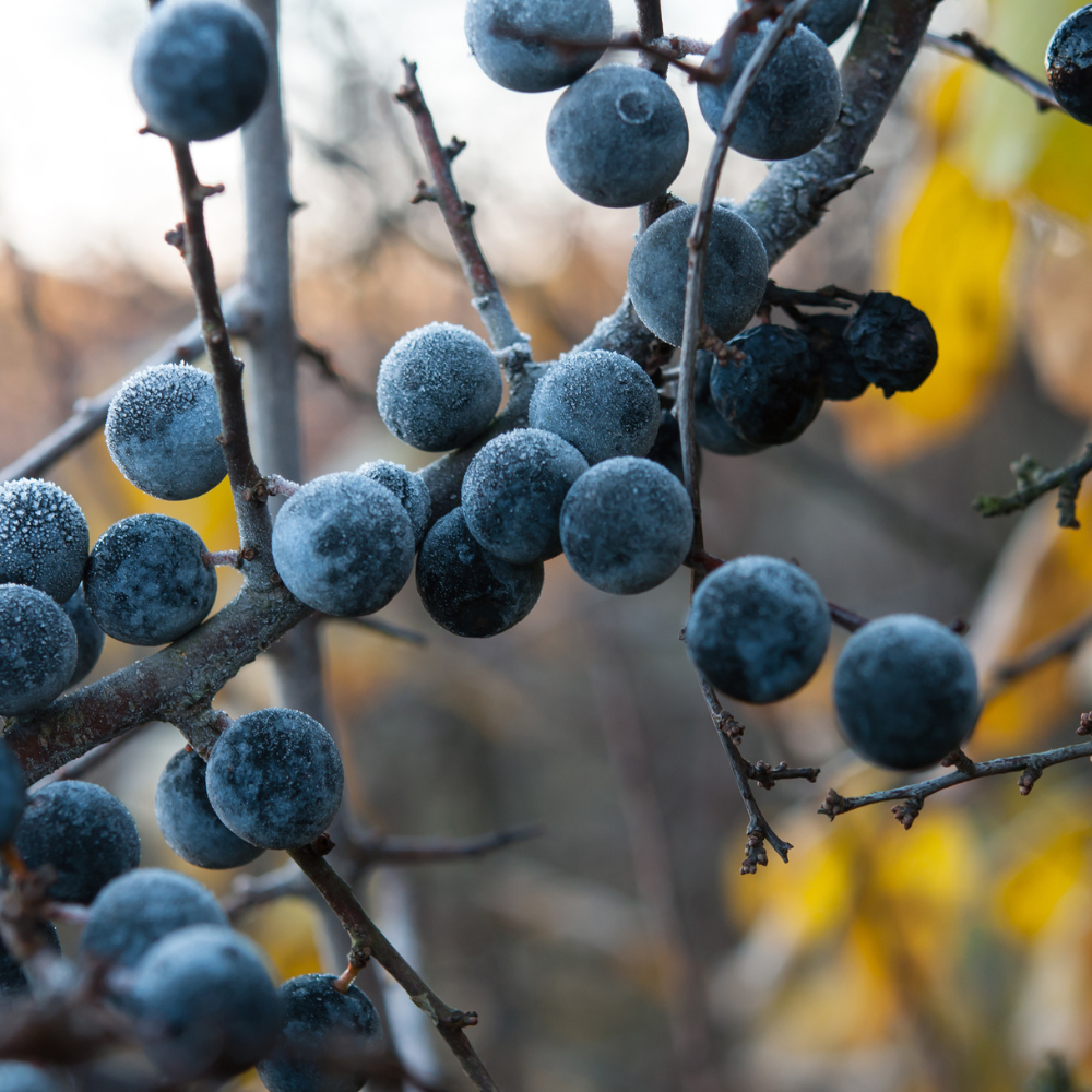 //everythingplants.co.uk/cdn/shop/files/xBlackthornBasedMixedNativeHedging1_a12d2d67-85f8-40ea-aa68-2da8de92965e.png?v=1757424450